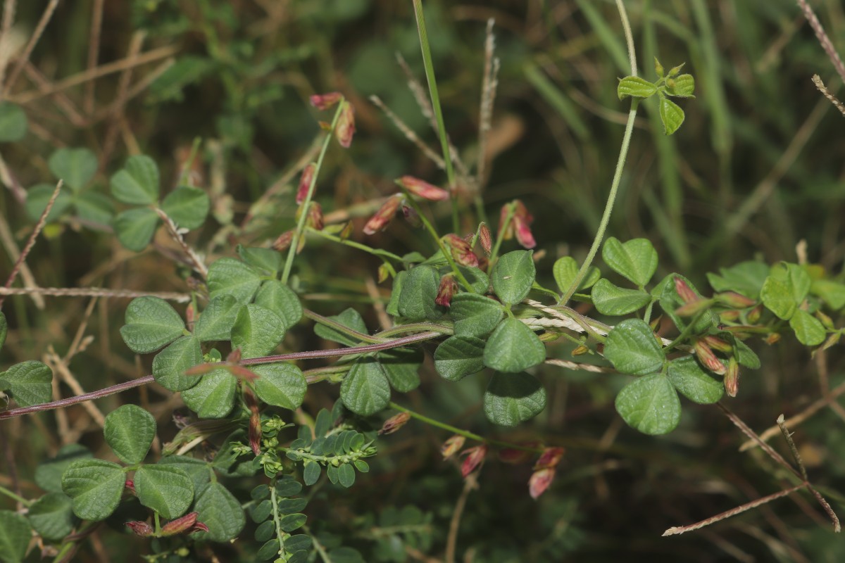 Rhynchosia minima (L.) DC.